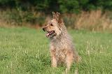 BOUVIER DES ARDENNES 393